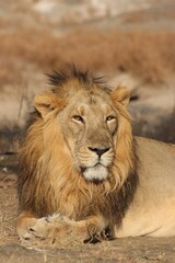 View of a beautiful lion relaxing in a field with dry grass during sunrise