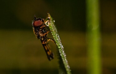 Closeup view of a hoverfly on a wet grass