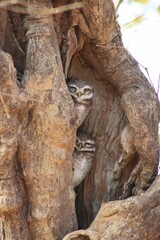 Vertical shot of two owls looking at the camera from a tree hollow