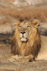 Vertical shot of a lion sitting on ground in sunlight