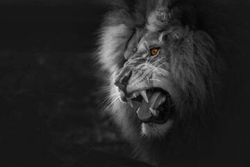 Semi-grayscale shot of a roaring lion with yellow eyes, selective color