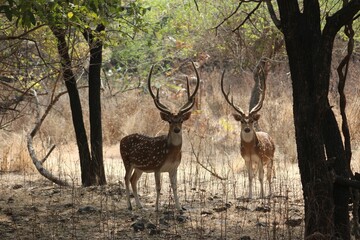 View of beautiful deer relaxing in a field with dry grass during sunrise