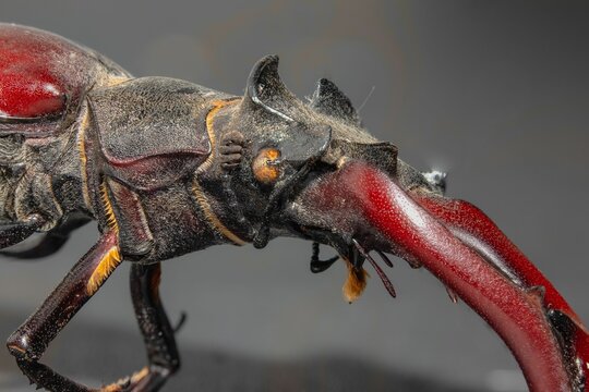 Macro shot of a Stag beetle (Lucanidae) with big red mandibles on the blurred background
