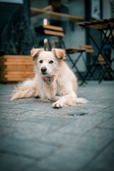 Vertical closeup of a cream color street dog.