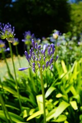 Vertical closeup shot of African lily flowers in the garden.
