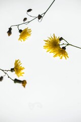 Vertical shot of Common Dandelions on a white background