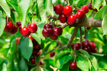 Obraz premium Fresh ripe cherries on tree in orchard Closeup