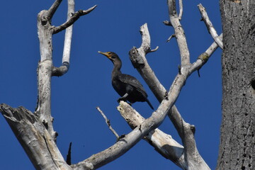bird on a tree