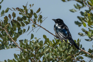 The eurasian magpie in the tree