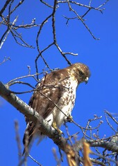 red tailed hawk