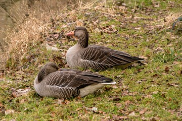 Close-up shot of gray geese sitting on the grass near a pond