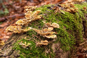 Close-up shot of a dead tree trunk overgrown with fungus and moss