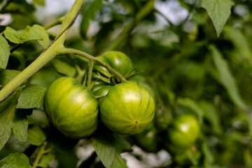 Fresh green tomato in the garden