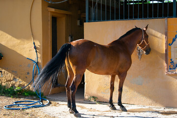 A brown horse covered in sweat with glistening coat in the sun, waiting to be bathed after having been running all day.
