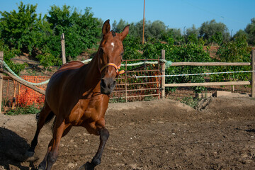 A brown horse running with reins in a sunlit stable with sandy ground. Sunny day with a horse running.