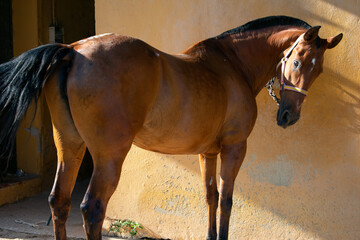 A brown horse covered in sweat with glistening coat in the sun, waiting to be bathed after having been running all day.