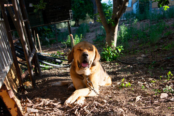A Mastiff looking at the camera. A large guard dog tied up, looking at the camera on a sunny day.