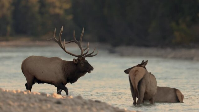 Elk Rut in the Canadian Rockies