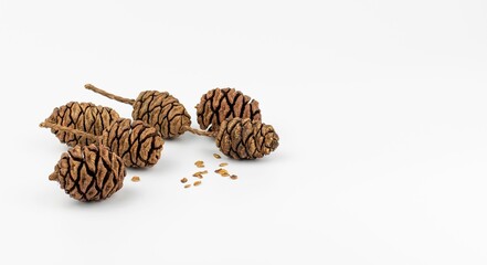Close-up shot of sequoia cones isolated on a white background
