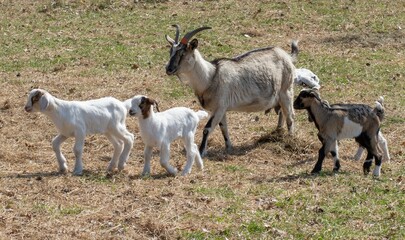 Obraz premium Close-up shot of a herd of goats standing in the meadow