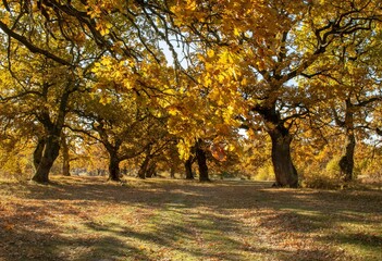 Beautiful shot of an autumn-colored oak trees in a forest