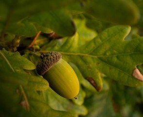 Closeup shot of a green acorn on a tree