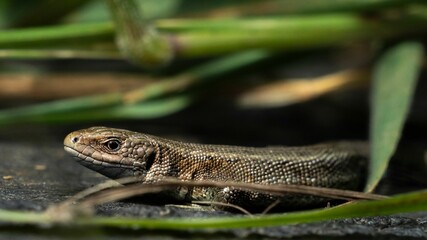 Closeup shot of a common lizard (Zootoca vivipara) crawling through the plants