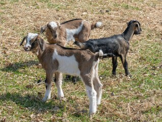 Close-up shot of baby goats standing in the meadow