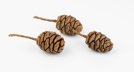 Close-up shot of sequoia cones isolated on a white background