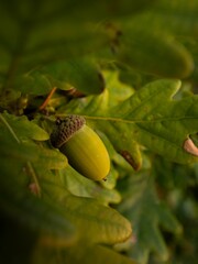 Closeup shot of a green acorn on a tree