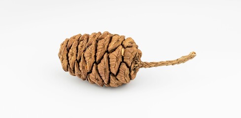 Close-up shot of a sequoia cone isolated on a white background