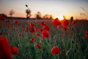 Fototapeta na wymiar Beautiful meadow with the poppy flowers at sunset, Poland.