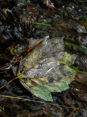 Closeup shot of a fallen leaf in the lake in autumn