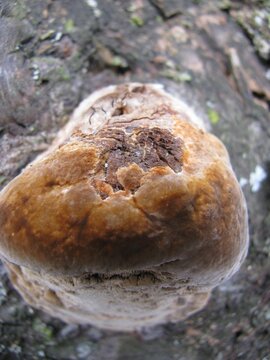 Vertical macro shot of a Phellinus igniarius fungus
