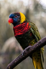 Closeup of a Loriini parrot on a branch