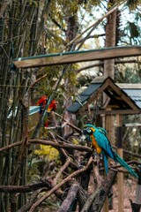 Obraz premium Closeup of macaws (Ara macao) on branches