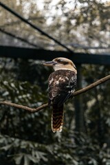 Closeup of a laughing kookaburra (Dacelo novaeguineae) on a branch
