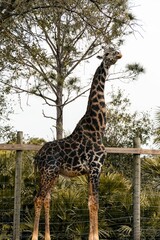 Tall giraffe in a zoo