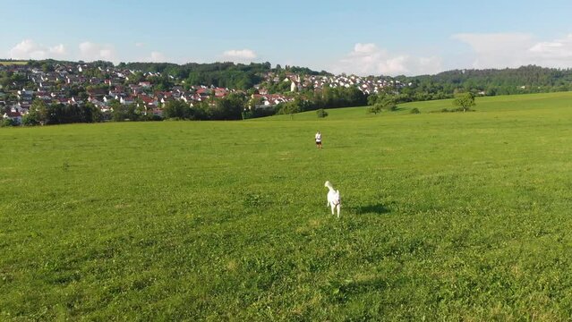 sibirischer wei&szlig;er Husky rennt im Sprint auf einer saftigen gr&uuml;nen Sommer Wiese auf einem Bauernhof unter blauem Himmel einer Drohne hinterher am Rande einer kleinen Stadt in Deutschland 