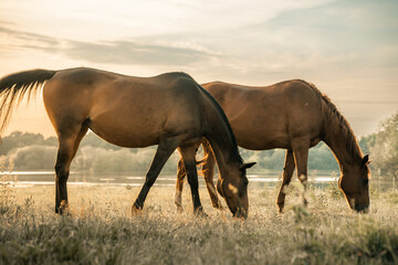 Naklejka na ściany i meble Two brown horses grazing in a field