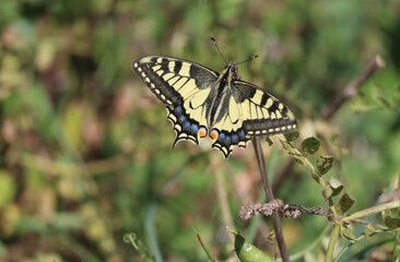 butterfly on a leaf