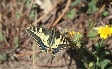 butterfly on a flower