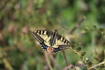 butterfly on a leaf