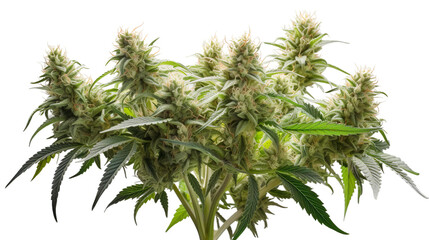 Collection of Cannabis buds, Cannabis flowers, Transparent background, isolated, separated, marijuana leaves and flowers, ai generated