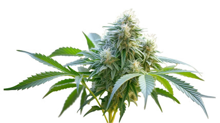Collection of Cannabis buds, Cannabis flowers, Transparent background, isolated, separated, marijuana leaves and flowers, ai generated