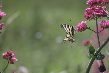 butterfly on flower