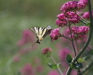 butterfly on flower