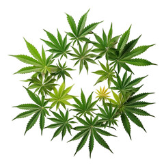 Collection of Cannabis buds, Cannabis flowers, Transparent background, isolated, separated, marijuana leaves and flowers, ai generated