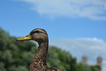 duck