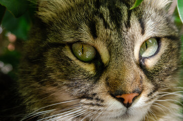 gray cat hiding in the top of a tree. portrait of gray cat with green eyes and long hair. domestic feline abroad